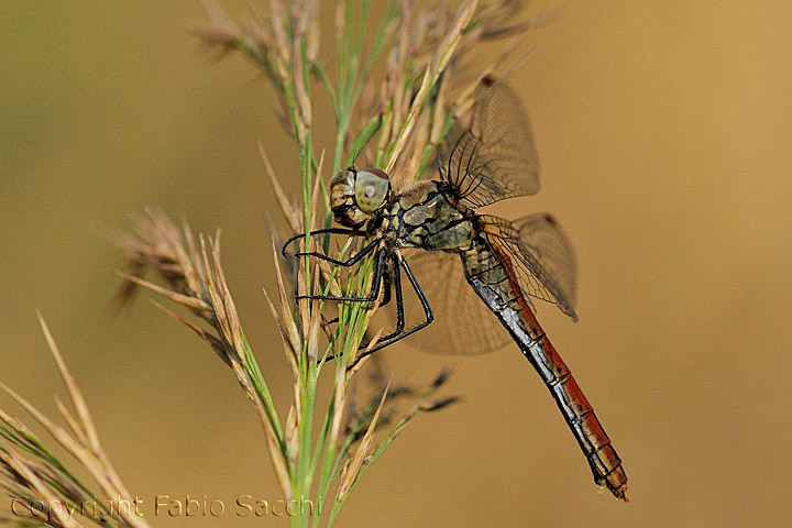 Sympetrum sanguineum, femmina androcroma